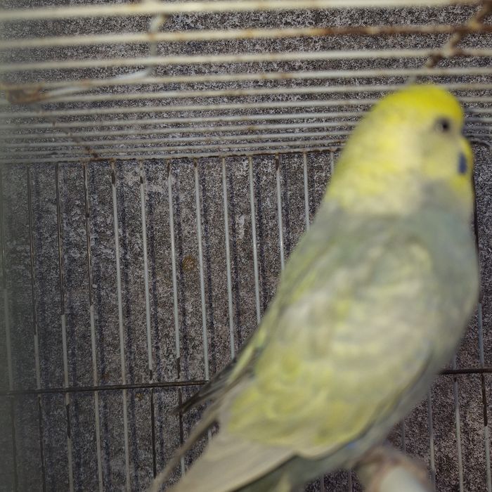 Piriquitos Arco-iris