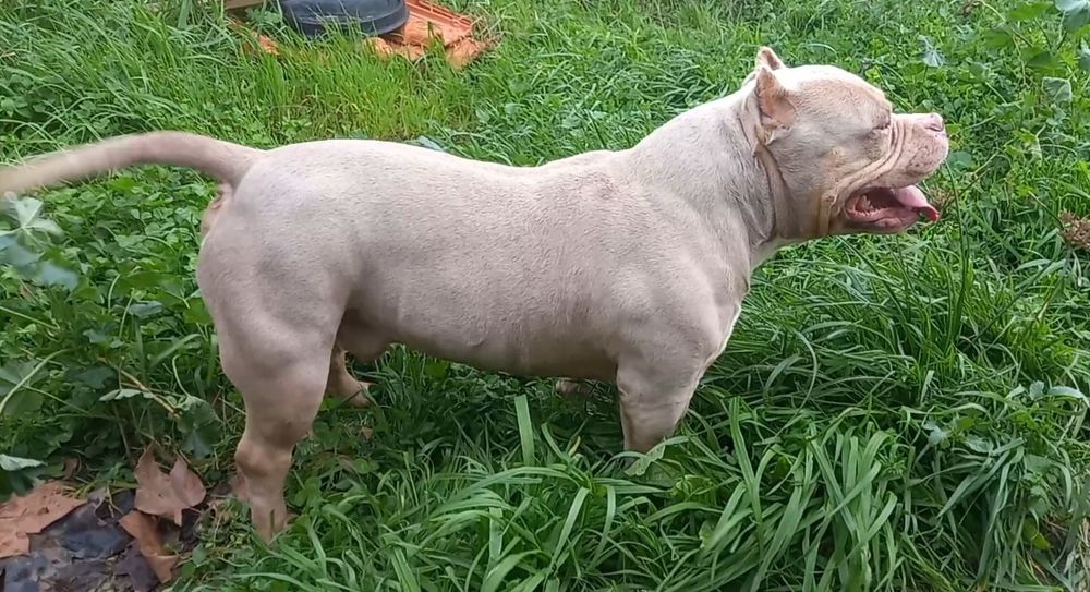 American Bully Standard