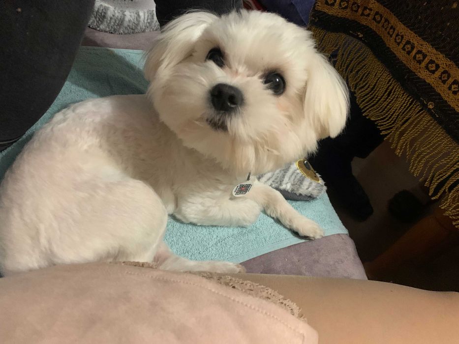 Мальтійська болонка, хопчик шукає пару