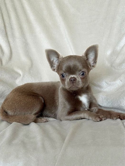 Чихуахуа дівчинка міні лилова