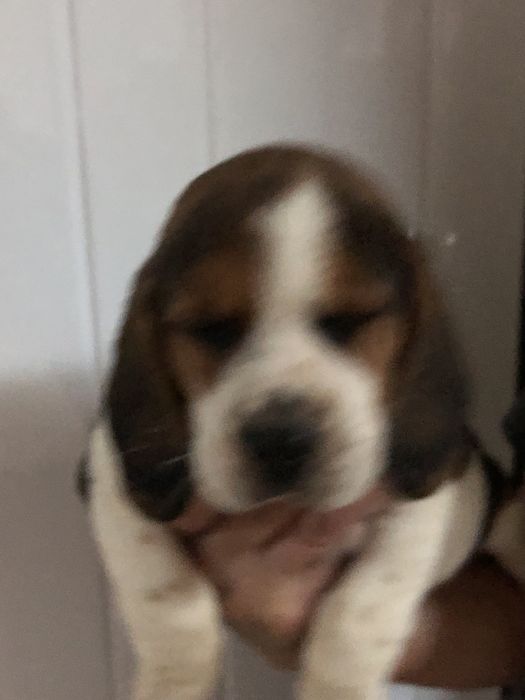 Beagle macho. pronto para entrega. Vacinado e desparasitado.