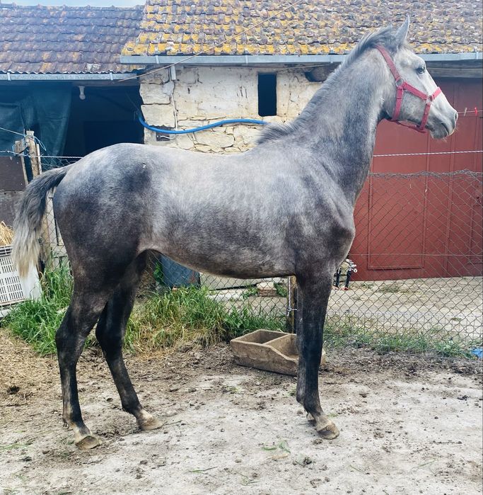 Poldro lusitano 2,5 anos
