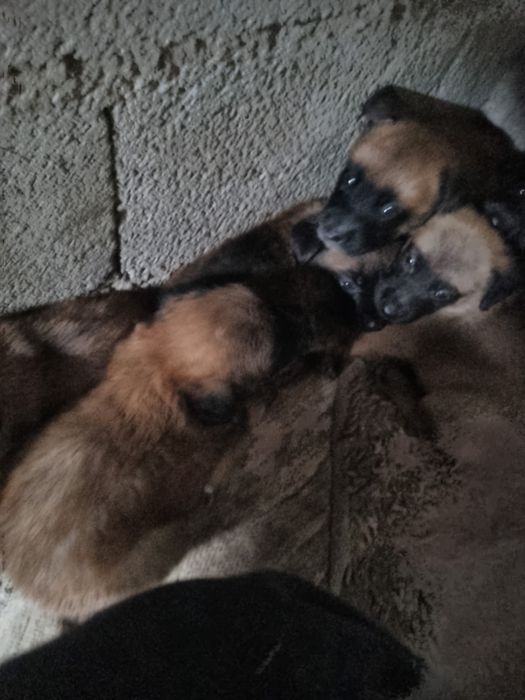 Cães para adotar