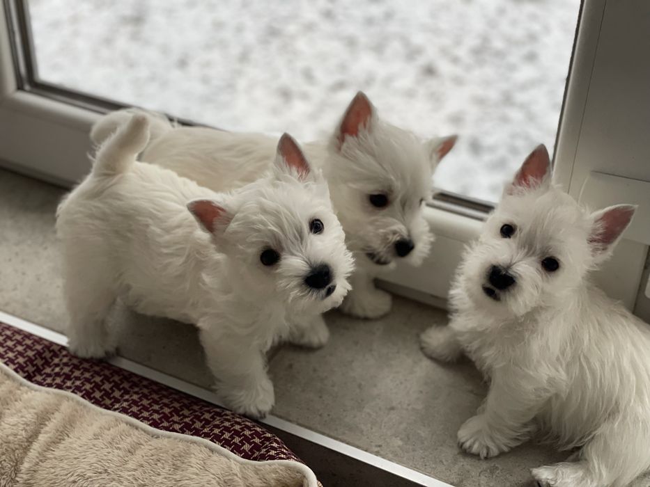 Вестх Хайленд Вайт терєр