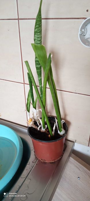 Sanseveria Gwinejska