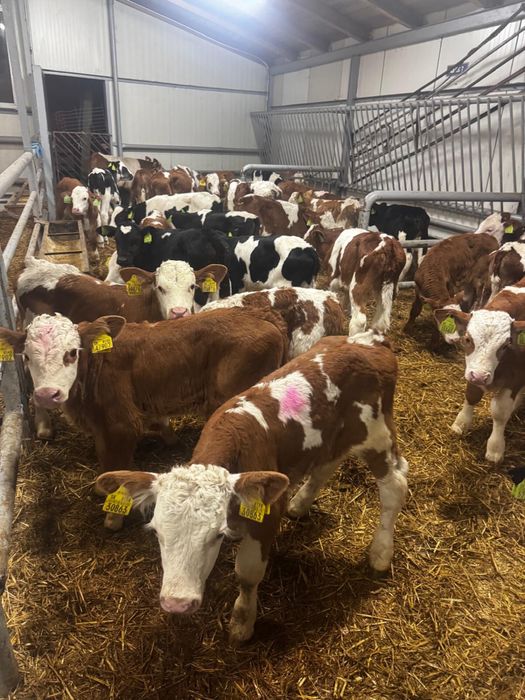 Cielęta mięsne i mieszanki