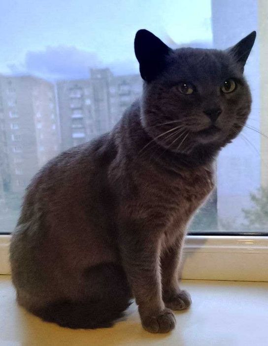 Британець котик в добрі руки