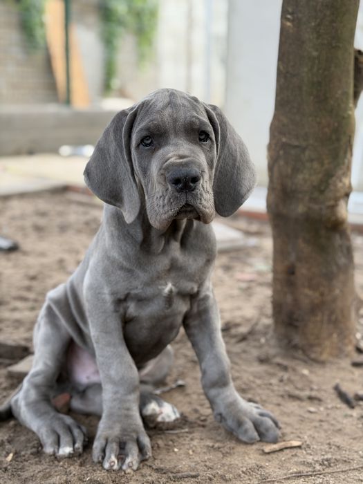 Dogue alemao Azul