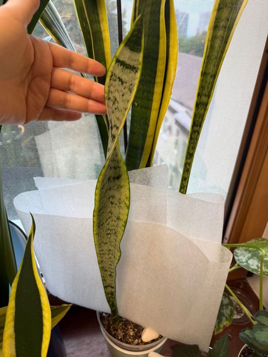 Сансевиерия Клеопатра, Black Gold, Whitney, Тиара, Лауренти