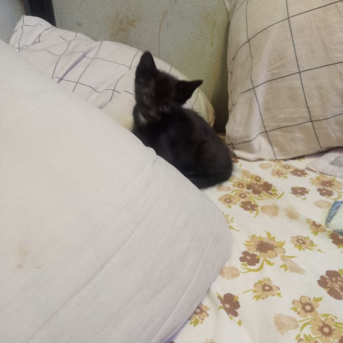 Gatinhos pretos para doar.