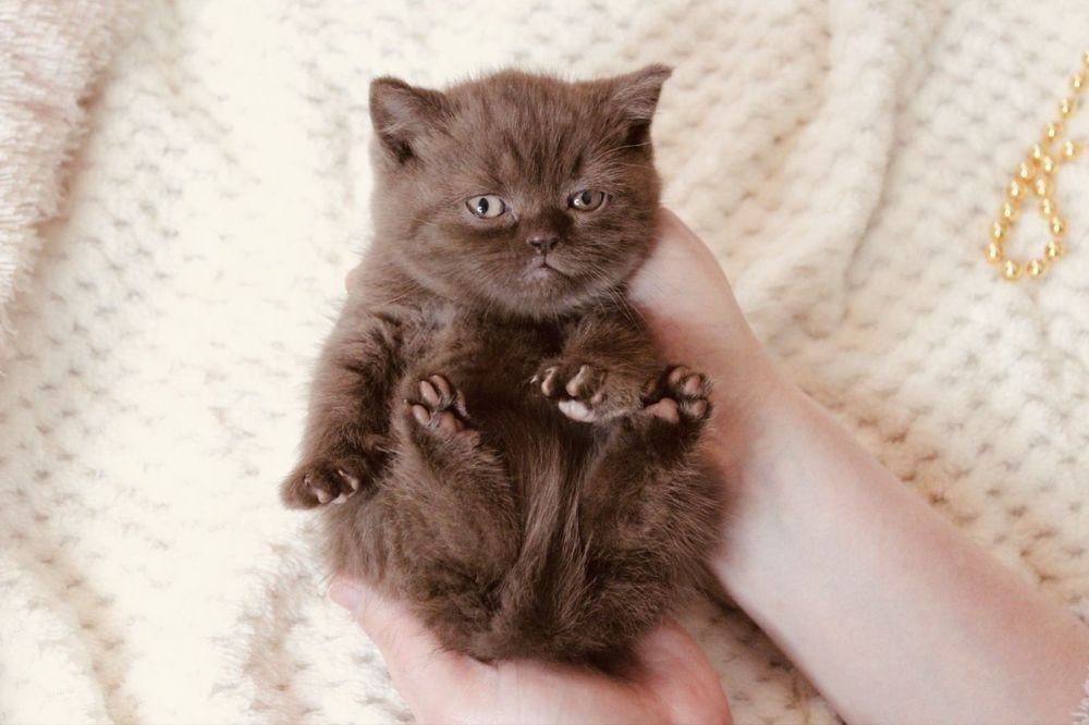 Шотландське кошеня