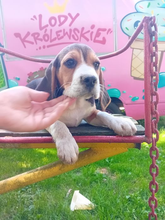 Sprzedam szczeniak Beagle