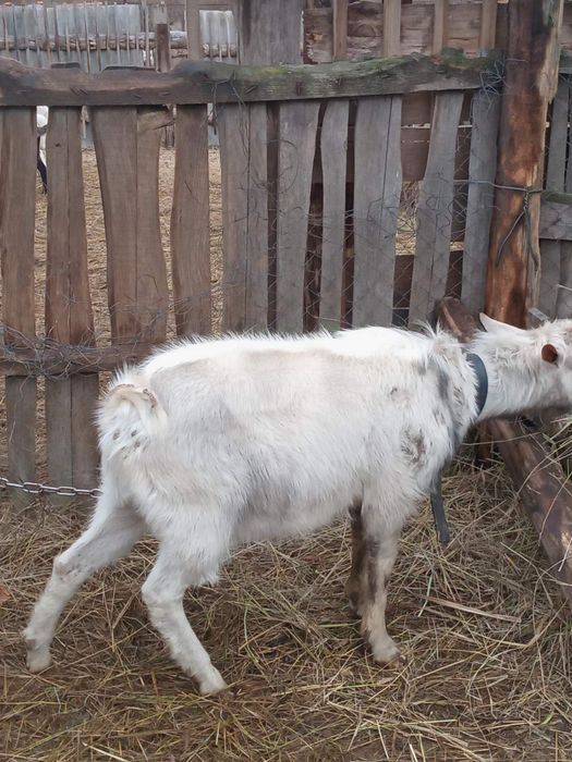 Продаю генетично безрогих козла і козлика