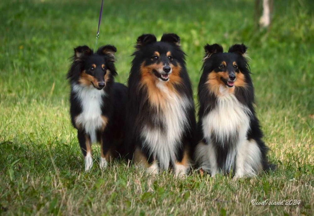 Шелти щенки Шелті цуценята