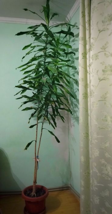 Вазон ДРАЦЕНА 3м. Пальма Юка Кімнатна рослина 3м.