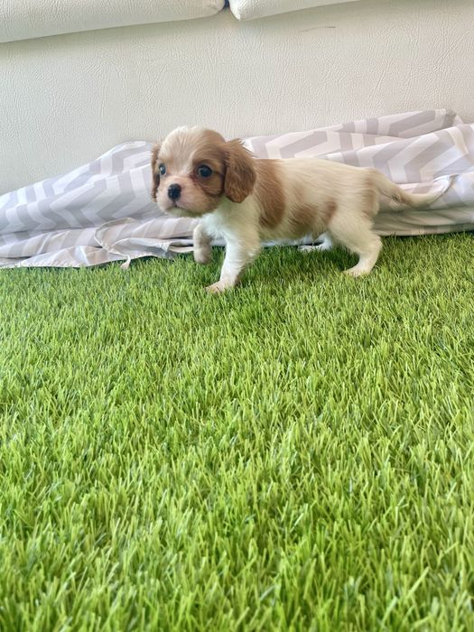 Cavalier  fantástico pode ter LOP