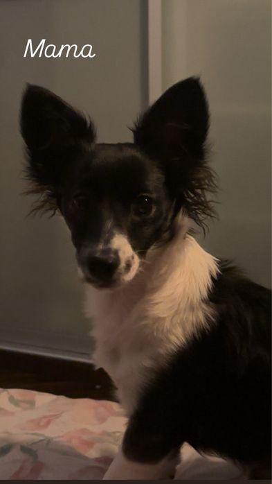 szczeniaki  Zarezerwowane