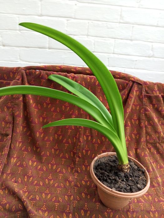 Продам кімнатну лілію і різак