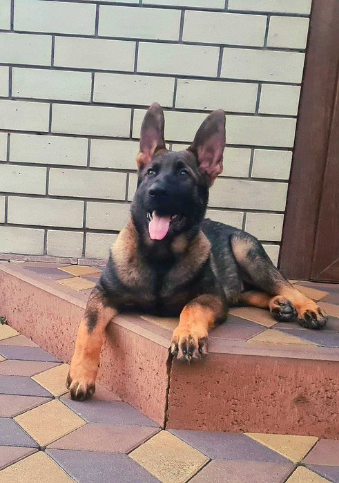 Цуценя німецької вівчарки. Колір зонарний. Чемпіонські крові.