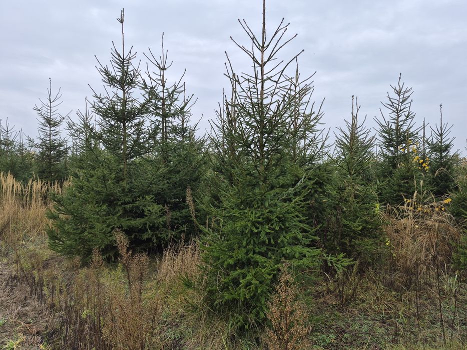 Choinki cięte i w donicy, drzewka bożonarodzeniowe