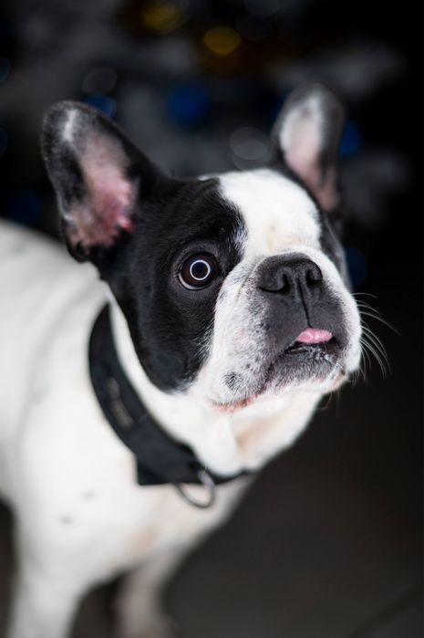 Buldog francuski Didi szuka domu