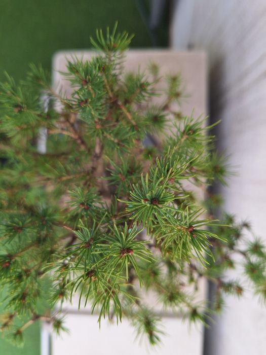 Bonsai picea glauca conica