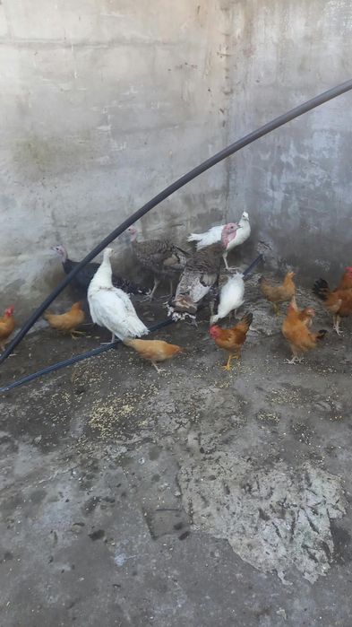 Granizos pavões brancos e perus