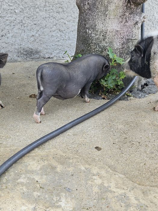 Mini pig Fêmea Preta