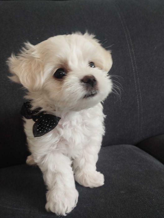 maltańczyk mini, śnieżnobiałe gotowe do odbioru