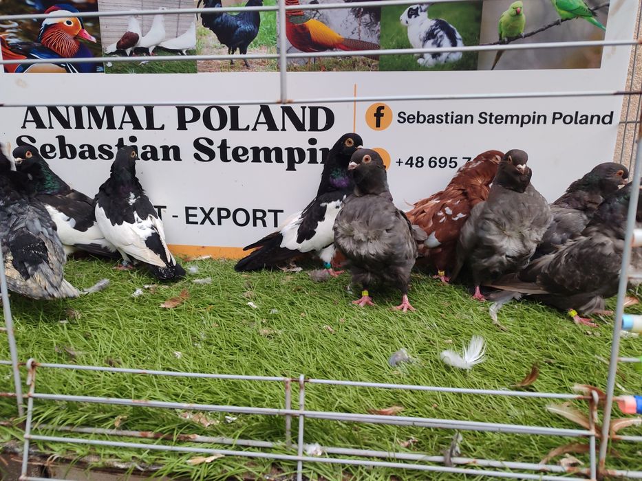 Gołębie. Mewki chińskie. Mewka.  Możliwy transport