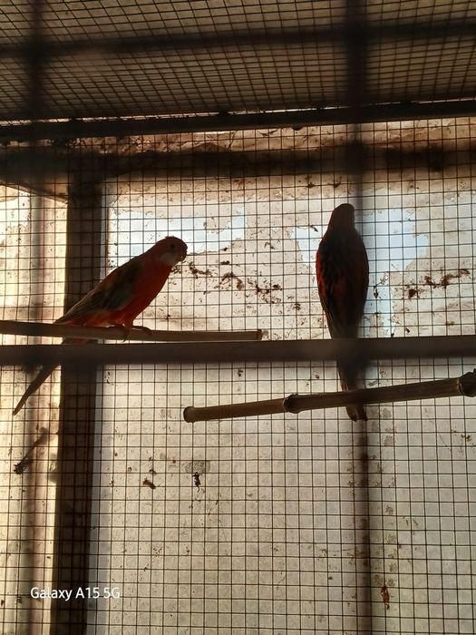 Casal de roselas adultas