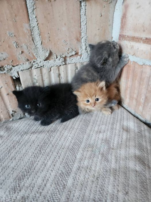 Віддам в добрі руки кошенят