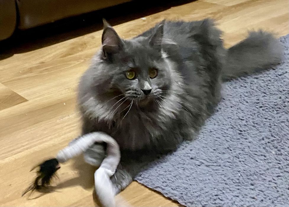 Maine coon kotka na sprzedaż z rodowodem FPL