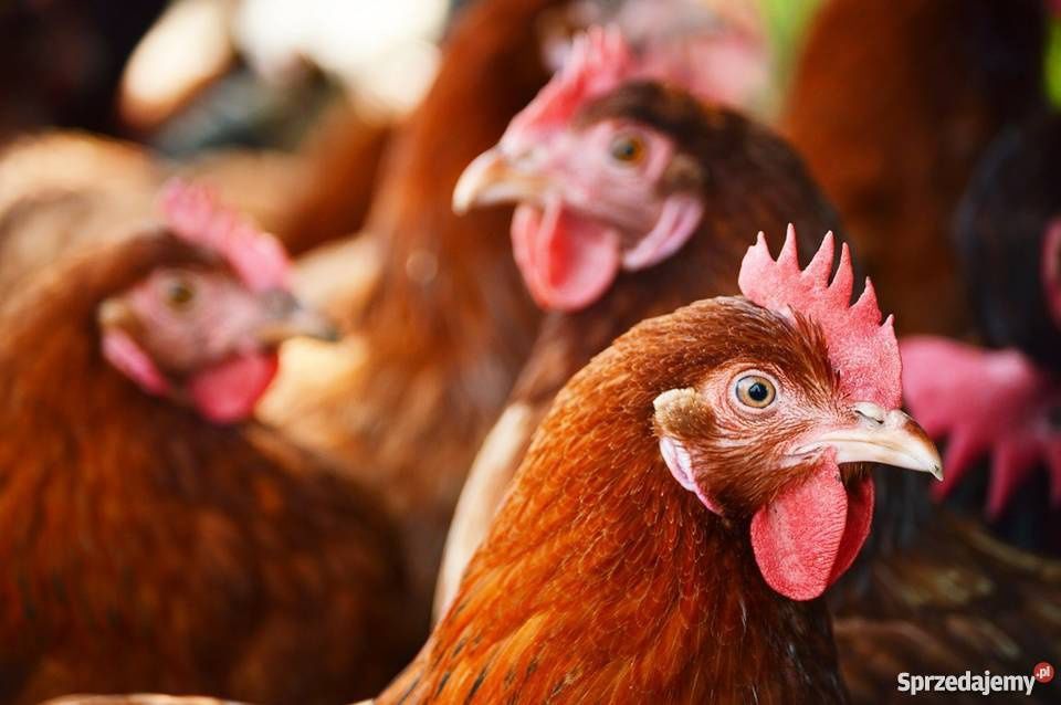 Kury nioski Leghorn z jajkiem Starokrzepice