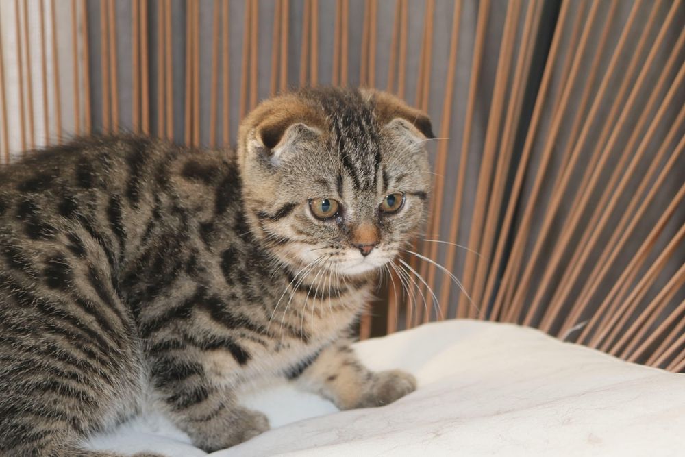 Fêmea scottish fold