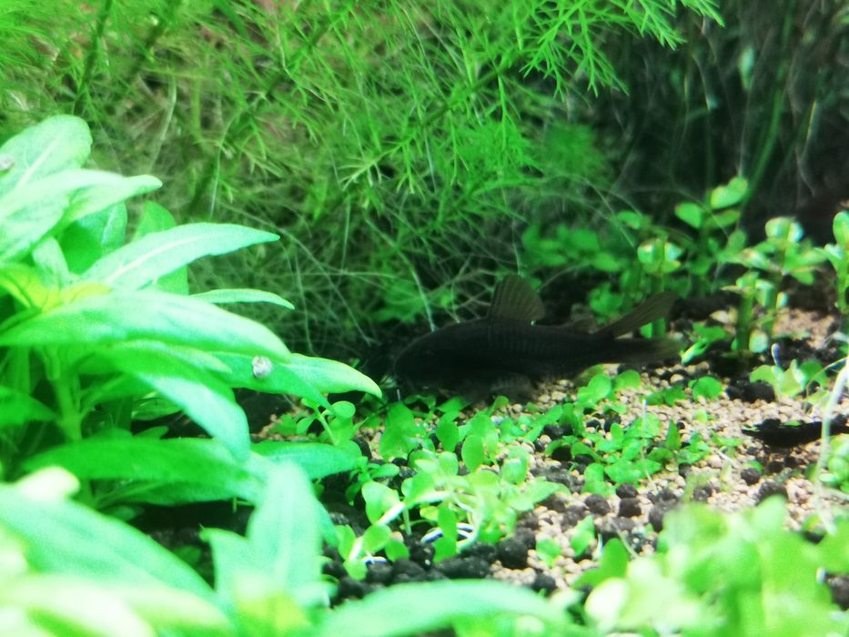 Codydoras black venezuela