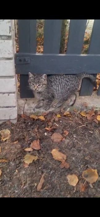 Oddam koty stajenne w dobre ręce.