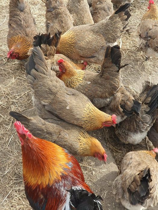 Jaja lęgowe zielononóżki zielononóżka