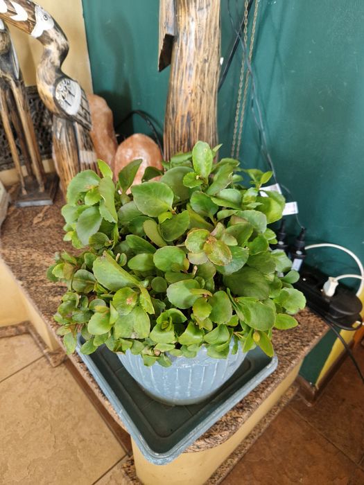 Kwiat kwiatek kalanchoa