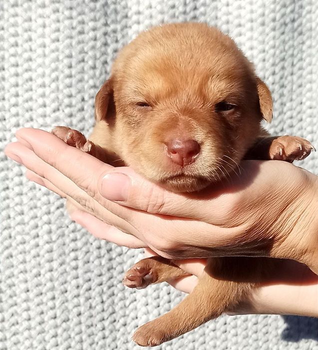 Цуценята шарпей /овчар