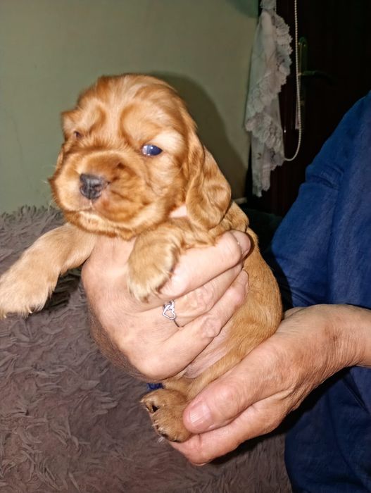 Cocker spaniel angielski piesek