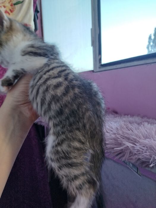 Кошеня в добрі руки