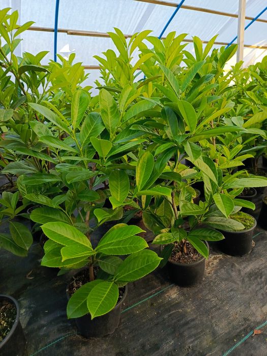 Laurowiśnia Caucasica, Rotundifolia 60-80  cm