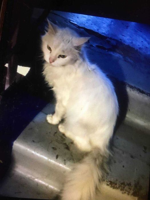 Безпритульна кішка шукає дім