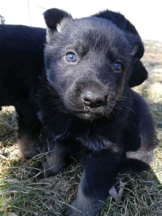 Вязка с немецкой овчаркой ,мальчик