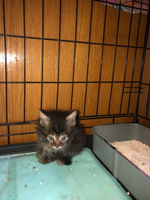 Котенок кошечка бесплатно