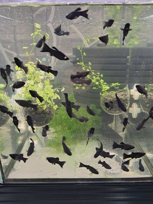 Sprzedam czarne molinezje black molly księżycowe