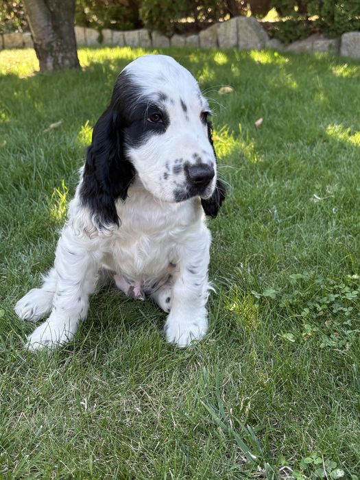 Wyjatkowy piesek cocker spaniel  z rodowodem