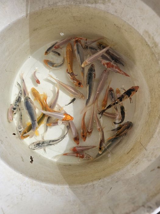 Karp koi lipcówka
