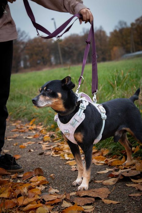 Puzel, wesoły przytulak poniżej kolana, szuka swojego człowieka